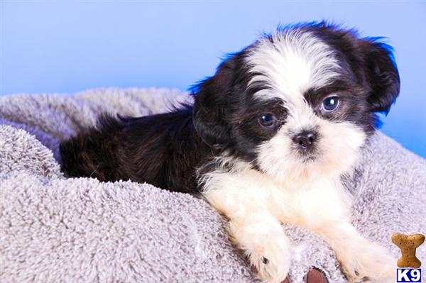 Shih+tzu+puppies+for+adoption+in+ohio