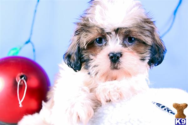 Shih+tzu+puppies+for+sale+in+ohio+cleveland