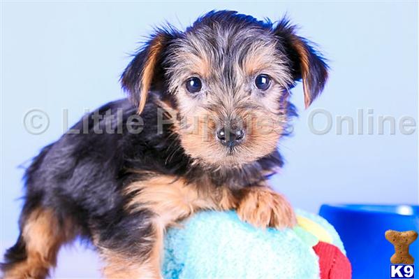 Yorkshire Terrier Puppies