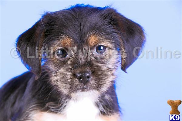 Yorkshire Terrier Puppies