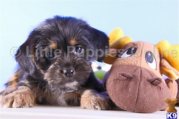 Yorkshire Terrier Puppies