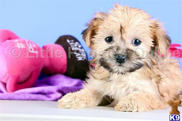 Yorkshire Terrier Puppies