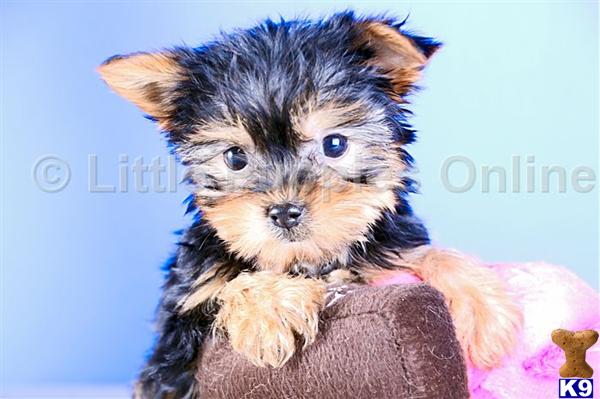 Yorkshire Terrier Puppies