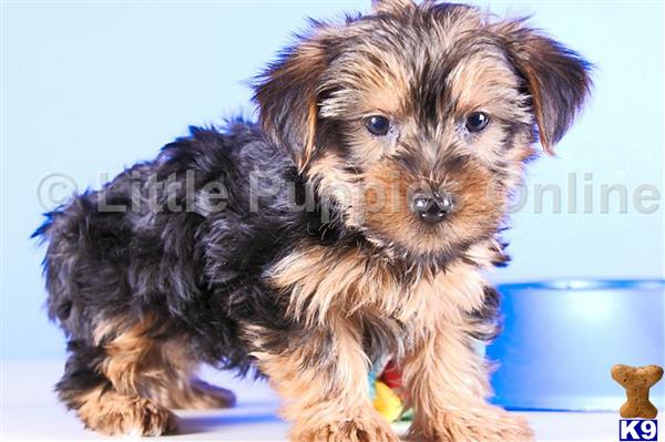 Yorkshire Terrier Puppies