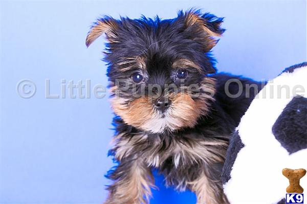 Yorkshire Terrier Puppies
