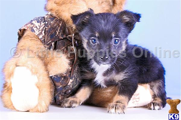 Yorkshire Terrier Puppies