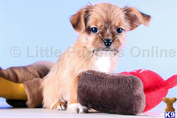 Yorkshire Terrier Puppies
