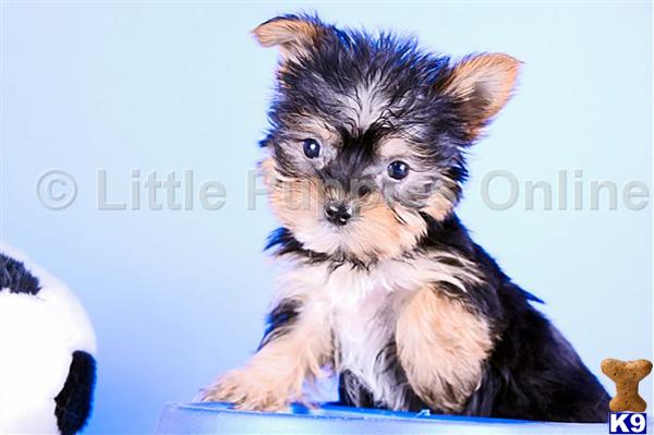 Yorkshire Terrier Puppies