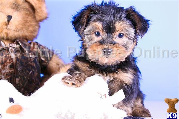 Yorkshire Terrier Puppies