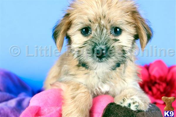 Yorkshire Terrier Puppies