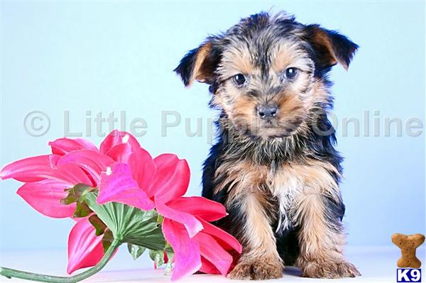 Yorkshire Terrier Puppies