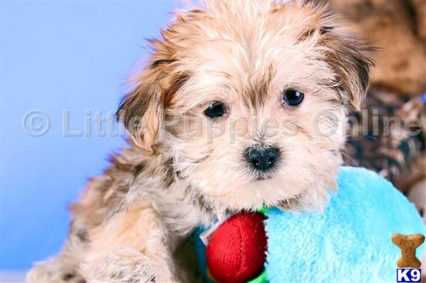 Yorkshire Terrier Puppies