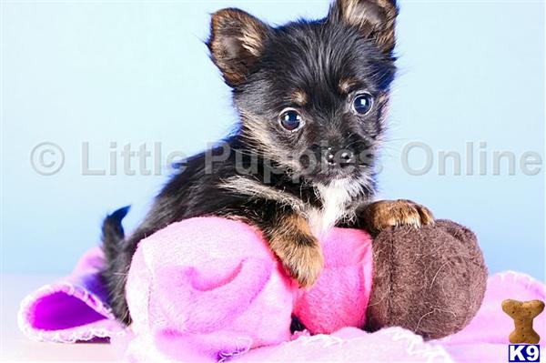 Yorkshire Terrier Puppies