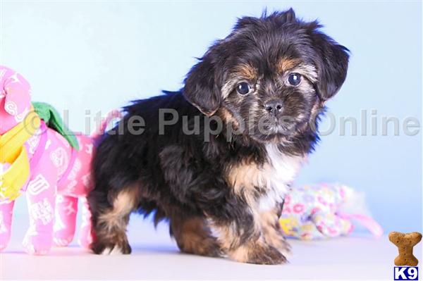 Yorkshire Terrier Puppies