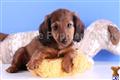 Dachshund