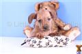Dachshund