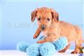 Dachshund