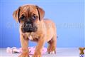 Dogue De Bordeaux