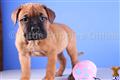 Dogue De Bordeaux