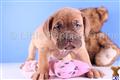 Dogue De Bordeaux