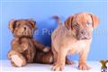 Dogue De Bordeaux