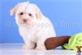 Havanese