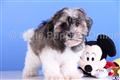 Havanese