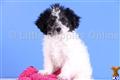 Havanese