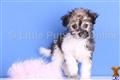 Havanese
