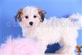 Havanese