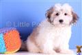 Havanese