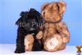 Maltipoo