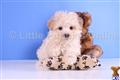 Maltipoo