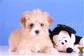 Maltipoo