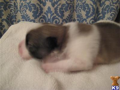 Pomeranian Puppies in TX