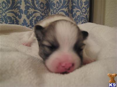 Pomeranian Puppies in TX