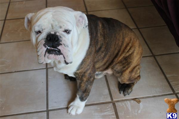 Stud Dogs - English Bulldog