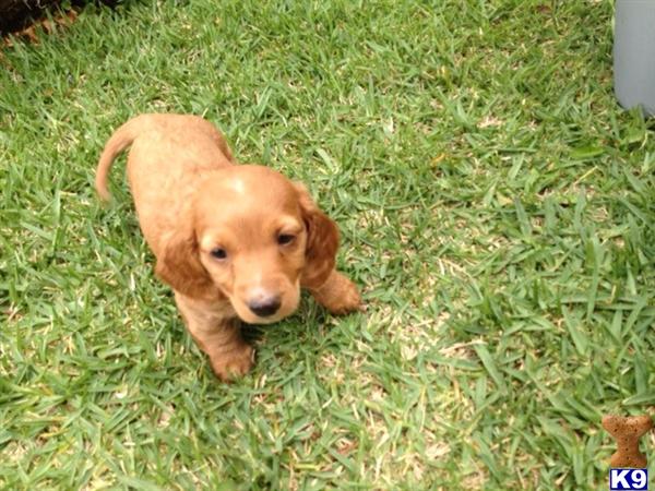 Puppies in Santa ana
