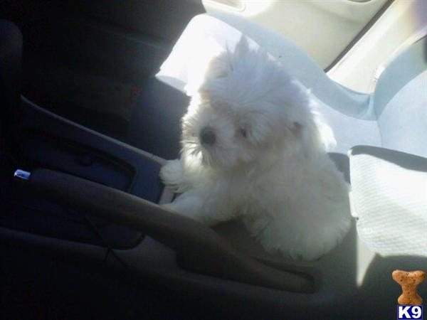 Puppies in Oceanside