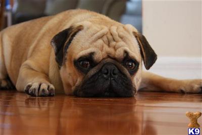 Stud Dogs - Pug