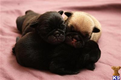 Pug Puppies for Sale