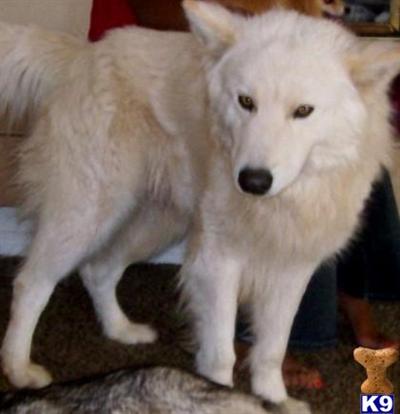 Wolf Dog Puppies for Sale
