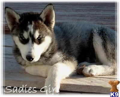 Puppies in NV