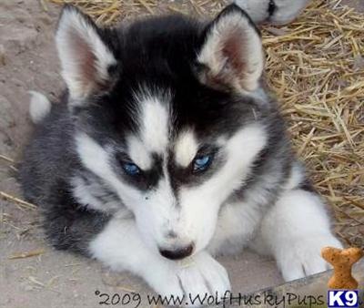Puppies in NV