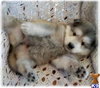 Alaskan Malamute Puppies for Sale