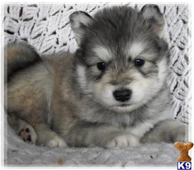 Puppies in NV