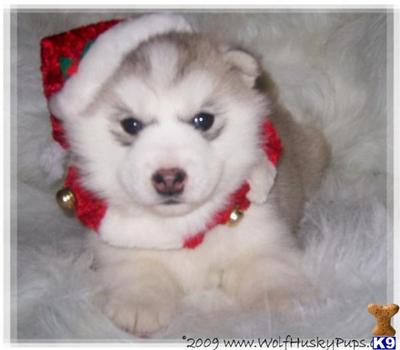 Alaskan Malamute Puppies for Sale
