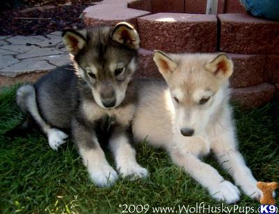 Alaskan Malamute Puppies for Sale