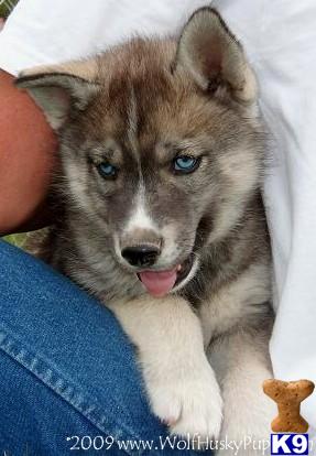 Puppies in NV