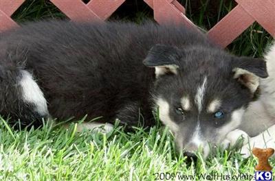 Wolf Dog Puppies for Sale